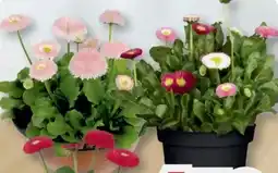 B1 Discount Baumarkt Gänseblümchen Erdbeersahne Angebot