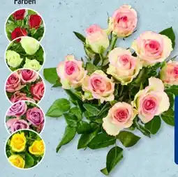 Aldi Süd Schnittblumen Premium Rosen Angebot