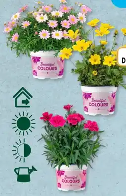 Aldi Süd Gardenline Beetpflanzen Angebot