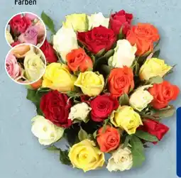 Aldi Süd Rosen Rainbow Angebot
