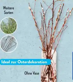 Aldi Süd Frühlingszweige Bund Angebot