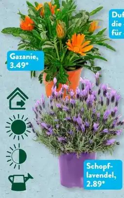 Aldi Süd Gardenline Blühpflanze Angebot