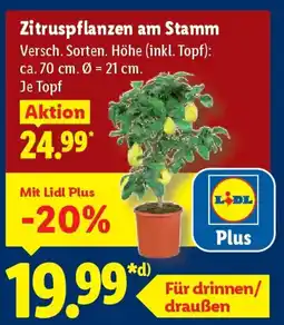 Lidl Zitruspflanzen am Stamm Angebot
