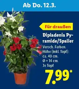 Lidl Dipladenia Py- ramide/Spalier Angebot