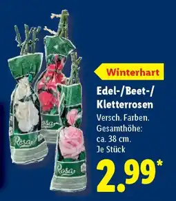 Lidl Edel-/Beet-/ Kletterrosen Angebot