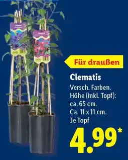 Lidl Clematis Angebot