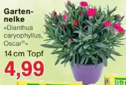 Jawoll Gartennelke Angebot