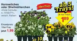 Jawoll Hornveilchen oder Stiefmütterchen Angebot