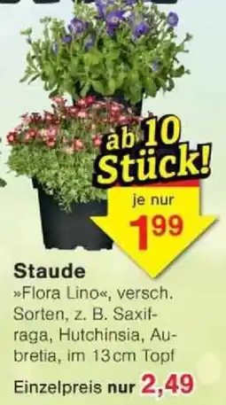 Jawoll Staude Angebot