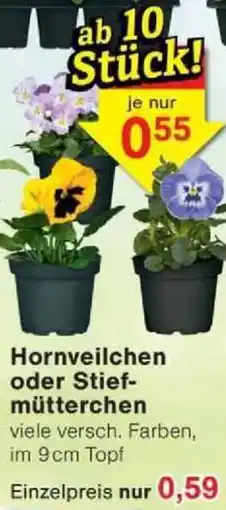 Jawoll Hornveilchen oder Stief- mütterchen Angebot