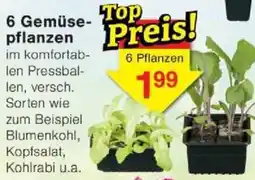 Jawoll 6 Gemüse- pflanzen Angebot