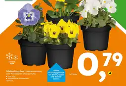 Globus Baumarkt Stiefmütterchen (Viola wittrockiana) oder Hornveilchen (Viola cornuta) Angebot