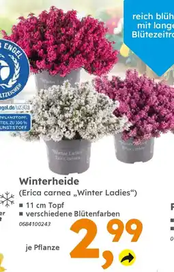 Globus Baumarkt Winterheide (Erica carnea „Winter Ladies") Angebot