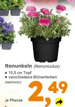 Globus Baumarkt Ranunkeln (Ranunculus) Angebot