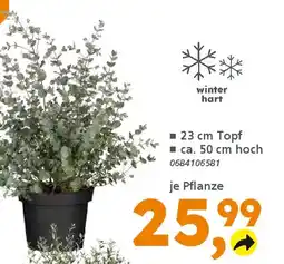 Globus Baumarkt Echter Eukalyptus (Eucalyptus gunnii) Angebot