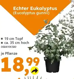Globus Baumarkt Echter Eukalyptus (Eucalyptus gunnii) Angebot