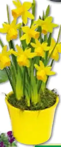 BayWa Narzisse Angebot