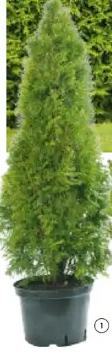 BayWa Smaragd-Lebensbaum Angebot