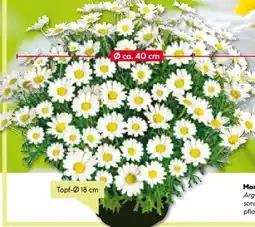 BayWa Margeriten Busch Angebot