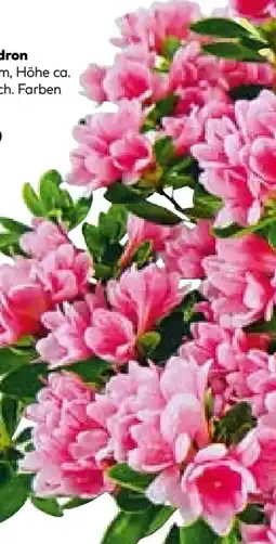 BayWa Rhododendron Angebot