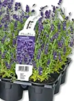 BayWa Echter Lavendel Angebot