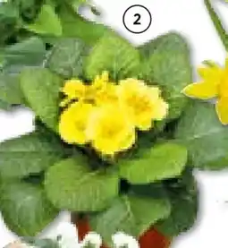 BayWa Primel Angebot