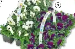 BayWa Stiefmütterchen Angebot