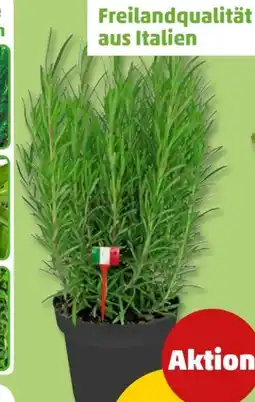 PENNY Italienische Kräuter Angebot
