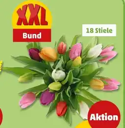 PENNY Tulpen Harlekin XXL Angebot