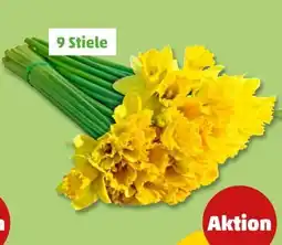 PENNY Schnittblumen Narzissen Angebot