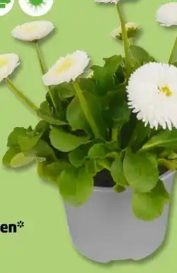 PENNY Gänseblümchen Angebot