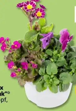 PENNY Trio-Frühlingsmix Spring Break Angebot