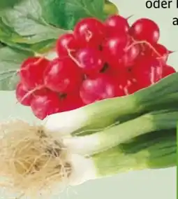 Edeka Xpress Radieschen Angebot