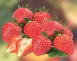 E-Center Erdbeeren Angebot