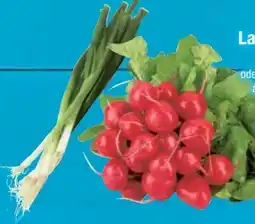 E-Center Lauchzwiebeln Angebot