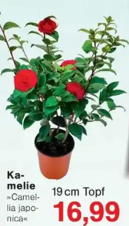 Jawoll Kamelie Angebot