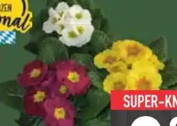 E-Center Primeln Angebot