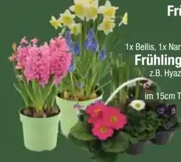 E-Center Frühlingsblüher Angebot