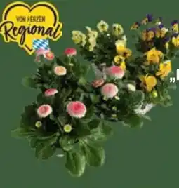 E-Center Hornveilchen Angebot