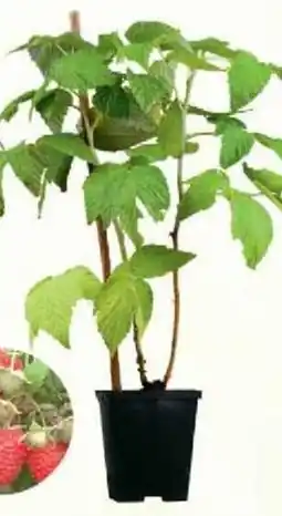 Jawoll Beerenobst Angebot