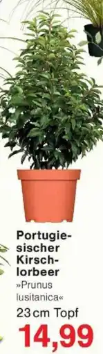 Jawoll Portugiesischer Kirschlorbeer Angebot