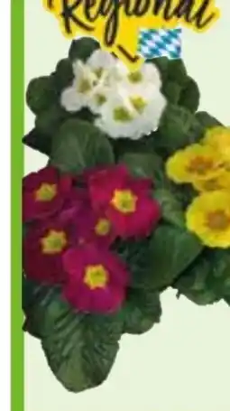 Edeka Primeln Angebot