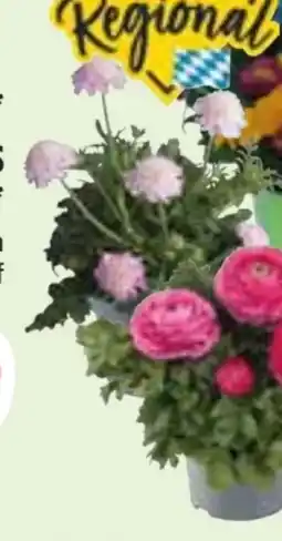 Edeka Frühlingsblüher Angebot