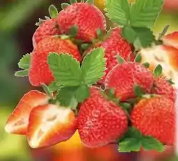 Edeka Erdbeeren Angebot