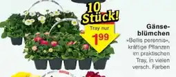 Jawoll Gänseblümchen Angebot