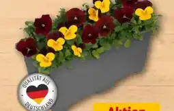 REWE Center Hornveilchen Duo Angebot