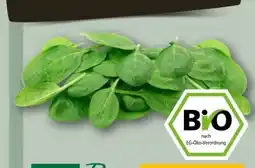 REWE Center Rewe Bio Baby Spinat Angebot