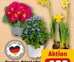 REWE Center Narzisse Angebot