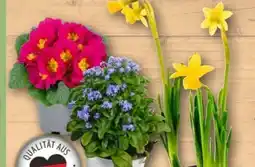 REWE Narzisse Angebot