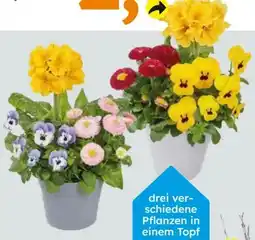 Globus Baumarkt Frühlingsblüher Trio Angebot